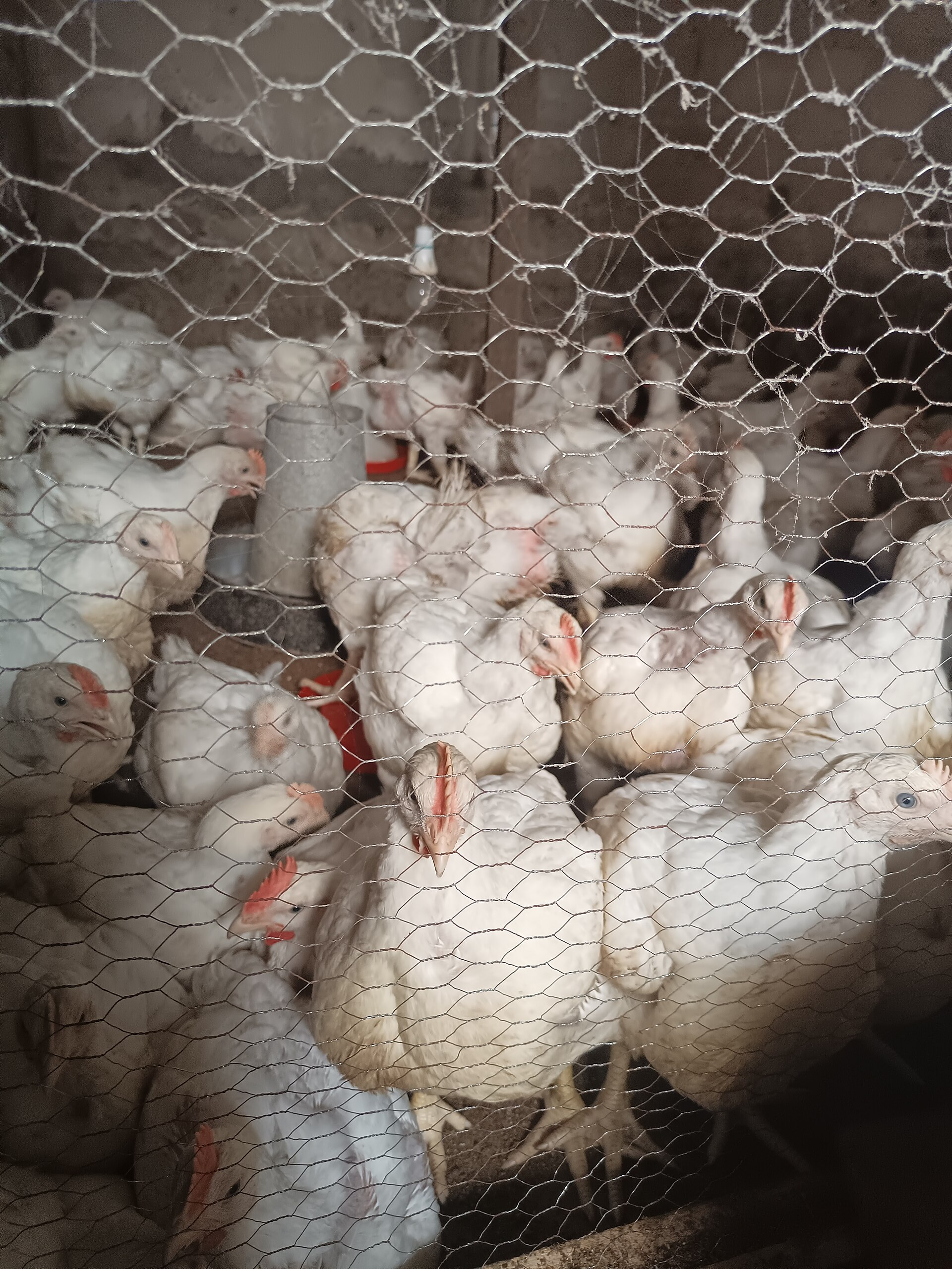 Broiler chickens at a poultry farm in Uyo, Nigeria